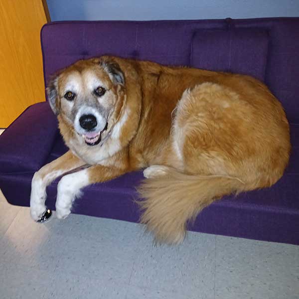 We celebrate furry friends at Real you Electrolysis.