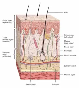 The hair follicle, shown in the skin layers. | Image from the National Institute of Health.