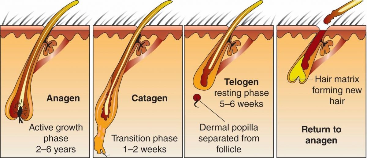 Anagen, catagen, telogen are the three phases of growth in human hair. | Diagram depicts all three phases.